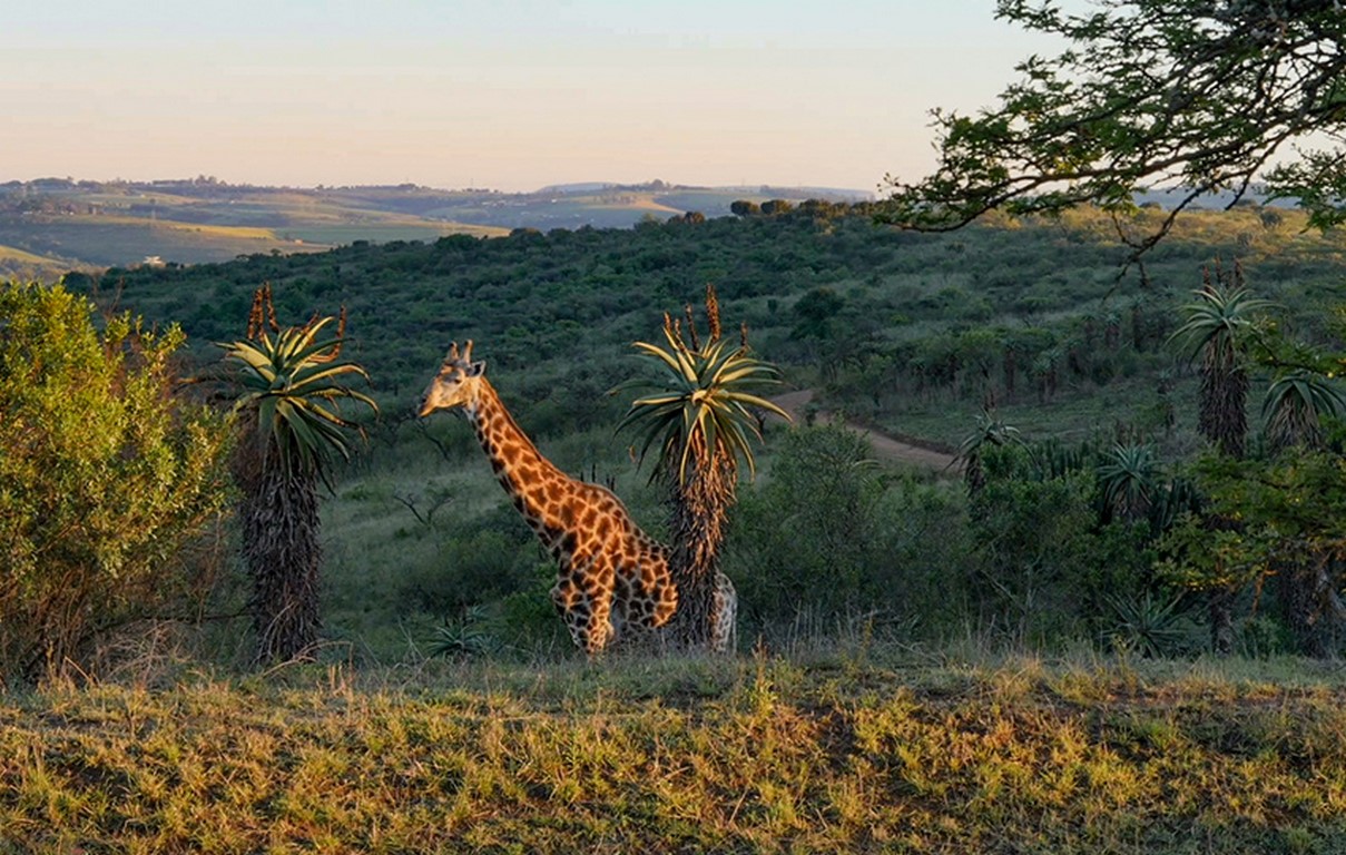 TALA-WILDLIFE-7 (Copy)